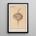 Reproduction of the painting Fish of the moon Mola mola - Anselmus Botius de Boodt