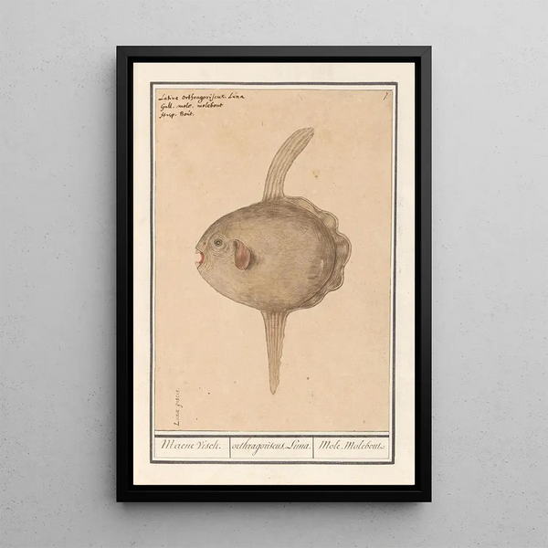 Reproduction of the painting Fish of the moon Mola mola - Anselmus Botius de Boodt