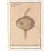 Reproduction of the painting Fish of the moon Mola mola - Anselmus Botius de Boodt