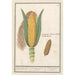 Maïs Zea mays - Anselmus Botius de Boodt — artwork view