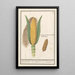 Maïs Zea mays - Anselmus Botius de Boodt — framed artwork on a wall