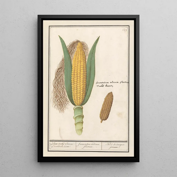 Maïs Zea mays - Anselmus Botius de Boodt — framed artwork on a wall