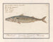 Mackerel Scombre scombrus Mackerel Scombre Lacertus Marrellus Macreau - Anselmus Botius de Boodt — artwork view