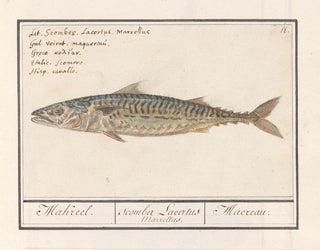 Mackerel Scombre scombrus Mackerel Scombre Lacertus Marrellus Macreau - Anselmus Botius de Boodt — artwork view