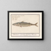 Mackerel Scombre scombrus Mackerel Scombre Lacertus Marrellus Macreau - Anselmus Botius de Boodt — framed artwork on a wall