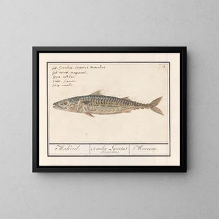 Mackerel Scombre scombrus Mackerel Scombre Lacertus Marrellus Macreau - Anselmus Botius de Boodt — framed artwork on a wall