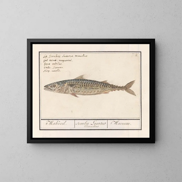Mackerel Scombre scombrus Mackerel Scombre Lacertus Marrellus Macreau - Anselmus Botius de Boodt — framed artwork on a wall