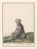 Mandrill Mandrillus sphinx Baviaen Cercopithechus Mandrill - Anselmus Botius de Boodt — artwork view