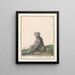 Mandrill Mandrillus sphinx Baviaen Cercopithechus Mandrill - Anselmus Botius de Boodt — framed artwork on a wall