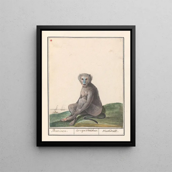Mandrill Mandrillus sphinx Baviaen Cercopithechus Mandrill - Anselmus Botius de Boodt — framed artwork on a wall