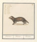 Marter Martes Maertere Martes Martre - Anselmus Botius de Boodt — artwork view