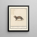 Marter Martes Maertere Martes Martre - Anselmus Botius de Boodt — framed artwork on a wall