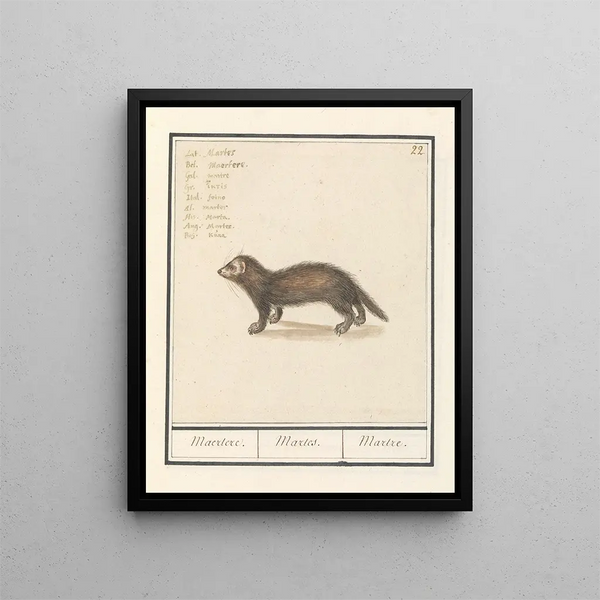 Marter Martes Maertere Martes Martre - Anselmus Botius de Boodt — framed artwork on a wall