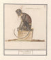 Suricate Cercopithecini Cerco pithecus prasianus - Anselmus Botius de Boodt — artwork view