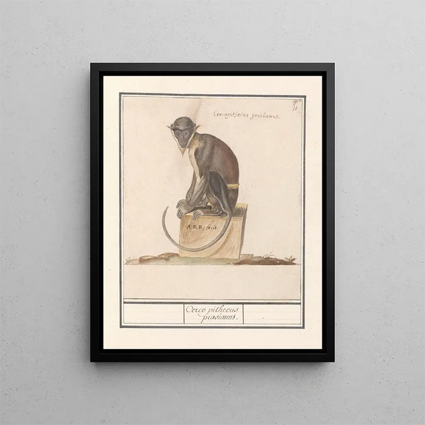 Suricate Cercopithecini Cerco pithecus prasianus - Anselmus Botius de Boodt — framed artwork on a wall