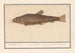 Siluridae Catfish Schelde River Lion of the river mustela fosfilis seu fluviatalis - Anselmus Botius de Boodt — artwork view