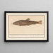 Siluridae Catfish Schelde River Lion of the river mustela fosfilis seu fluviatalis - Anselmus Botius de Boodt — framed artwork on a wall