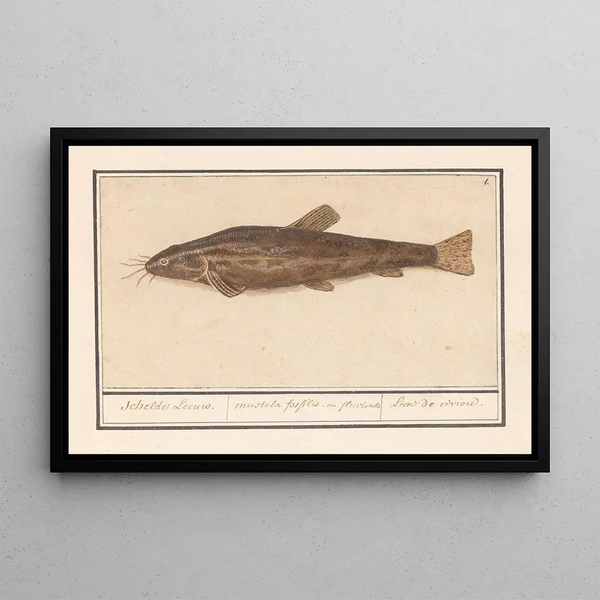 Siluridae Catfish Schelde River Lion of the river mustela fosfilis seu fluviatalis - Anselmus Botius de Boodt — framed artwork on a wall