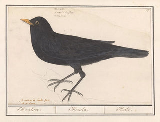 Blackbird - Anselmus Botius de Boodt — artwork view