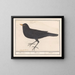 Blackbird - Anselmus Botius de Boodt — framed artwork on a wall