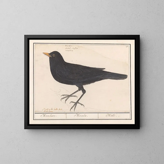 Blackbird - Anselmus Botius de Boodt — framed artwork on a wall