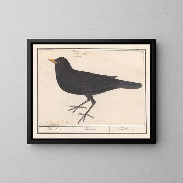 Blackbird - Anselmus Botius de Boodt — framed artwork on a wall