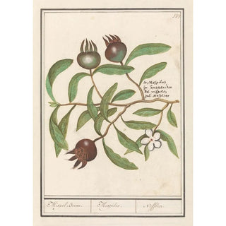 Anselmus Botius de Boodt - Mispel Mespilus germanica Mispel Boom Mespilus Nefflier.webp