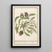Mespilus germanica - Anselmus Botius de Boodt — framed artwork on a wall