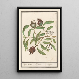 Anselmus Botius de Boodt - Mispel Mespilus germanica Mispel Boom Mespilus Nefflier.webp