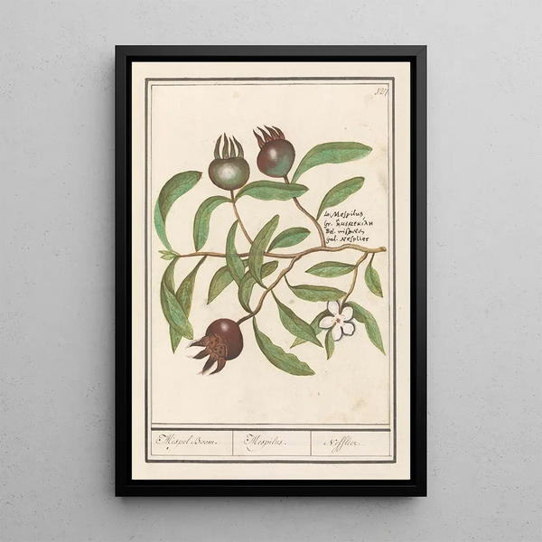 Mespilus germanica - Anselmus Botius de Boodt — framed artwork on a wall