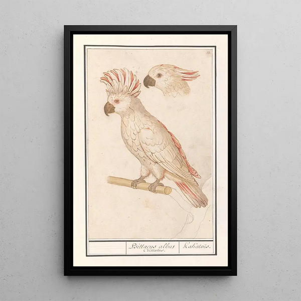 the Moluccan Cockatoo Cacatua moluccensis - Anselmus Botius de Boodt — framed artwork on a wall