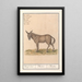Reproduction of the painting Mulet Equus mulus - Anselmus Botius de Boodt