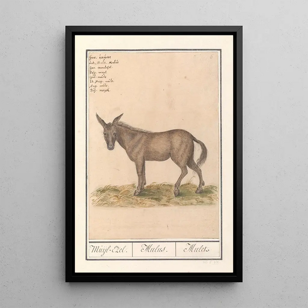 Reproduction of the painting Mulet Equus mulus - Anselmus Botius de Boodt