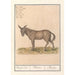Reproduction of the painting Mulet Equus mulus - Anselmus Botius de Boodt