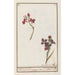 Giroflée Erysimum cheiri - Anselmus Botius de Boodt — artwork view