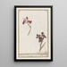 Giroflée Erysimum cheiri - Anselmus Botius de Boodt — framed artwork on a wall