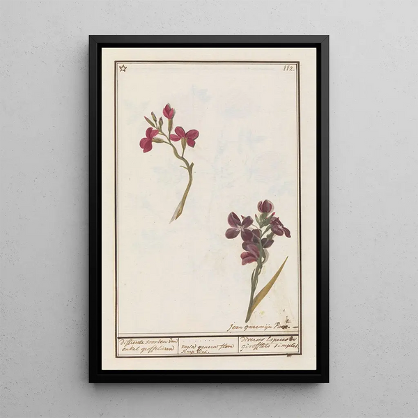 Giroflée Erysimum cheiri - Anselmus Botius de Boodt — framed artwork on a wall