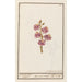 Giroflée Erysimum cheiri - Anselmus Botius de Boodt — artwork view