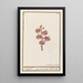 Giroflée Erysimum cheiri - Anselmus Botius de Boodt — framed artwork on a wall