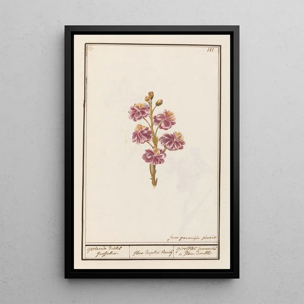 Giroflée Erysimum cheiri - Anselmus Botius de Boodt — framed artwork on a wall