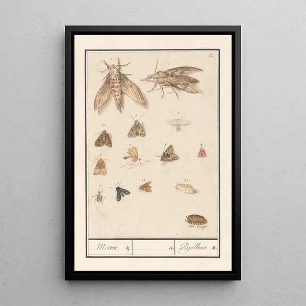 Reproduction of the painting Night butterflies and moths painting - Anselmus Botius de Boodt