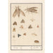 Reproduction of the painting Night butterflies and moths painting - Anselmus Botius de Boodt
