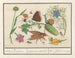 Ensemble naturaliste n° 3 - Anselmus Botius de Boodt — artwork view
