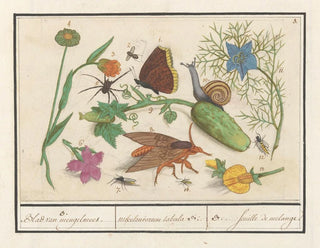 Ensemble naturaliste n° 3 - Anselmus Botius de Boodt — artwork view