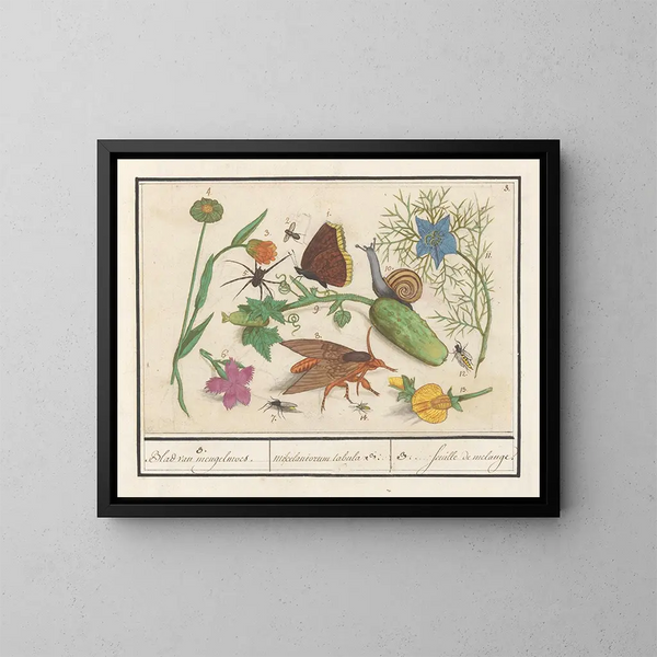 Ensemble naturaliste n° 3 - Anselmus Botius de Boodt — framed artwork on a wall