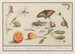 Natural history set No. 10 10 Mixing sheet - Anselmus Botius de Boodt — artwork view