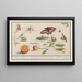 Natural history set No. 10 10 Mixing sheet - Anselmus Botius de Boodt — framed artwork on a wall