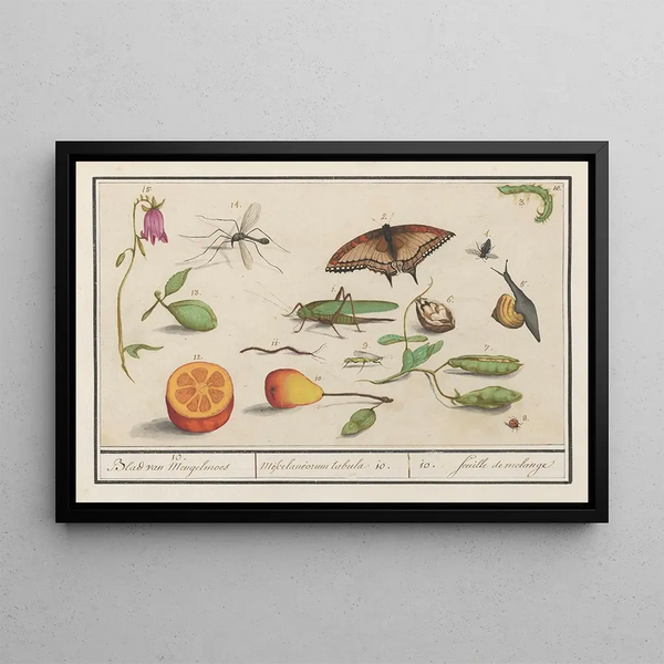 Natural history set No. 10 10 Mixing sheet - Anselmus Botius de Boodt — framed artwork on a wall