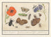 Natural History Set No. 11 11 Mixing Sheet - Anselmus Botius de Boodt — artwork view