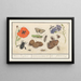 Natural History Set No. 11 11 Mixing Sheet - Anselmus Botius de Boodt — framed artwork on a wall